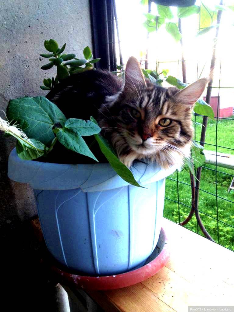 КошкоТопик. Все пишут про котиков сегодня, ну и вот, и мы хотим