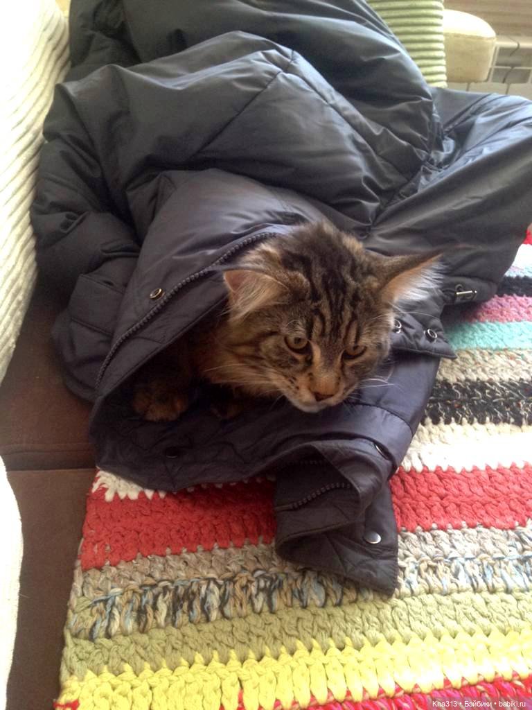 КошкоТопик. Все пишут про котиков сегодня, ну и вот, и мы хотим