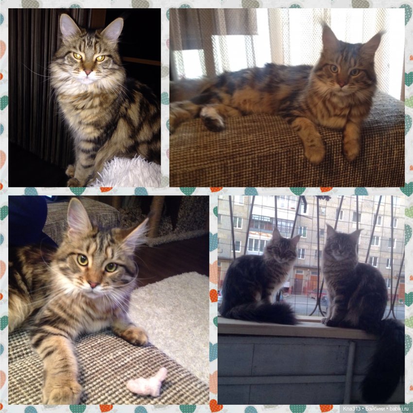 КошкоТопик. Все пишут про котиков сегодня, ну и вот, и мы хотим (фото 8)