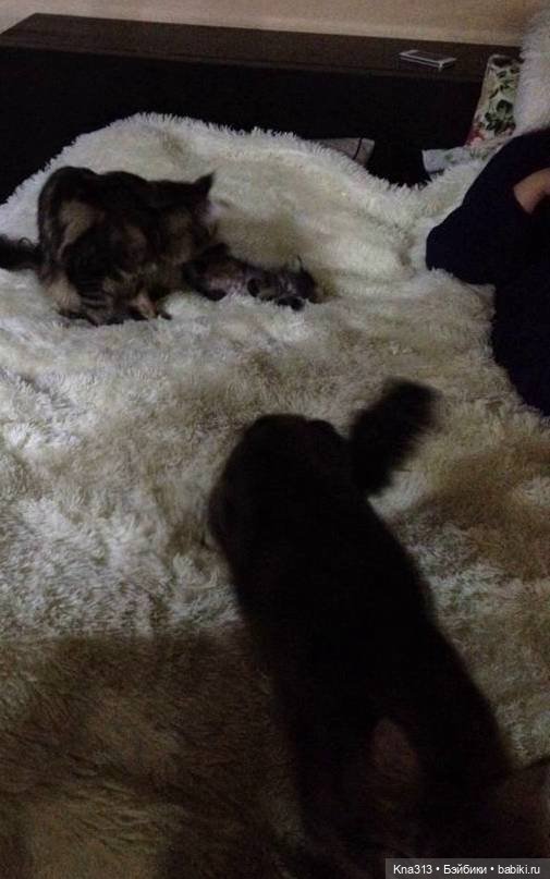 КошкоТопик. Все пишут про котиков сегодня, ну и вот, и мы хотим (фото 10)