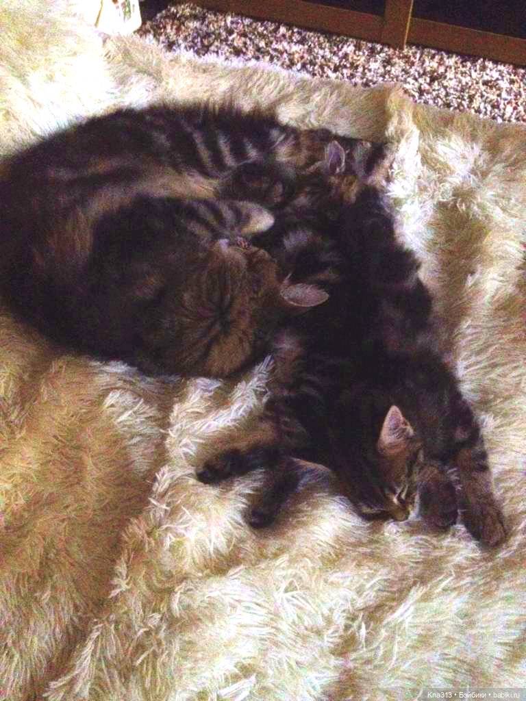 КошкоТопик. Все пишут про котиков сегодня, ну и вот, и мы хотим