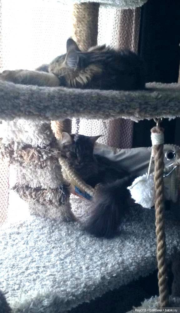 КошкоТопик. Все пишут про котиков сегодня, ну и вот, и мы хотим