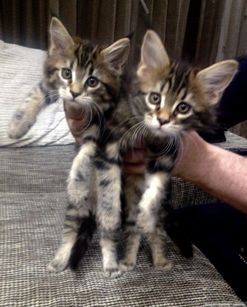 КошкоТопик. Все пишут про котиков сегодня, ну и вот, и мы хотим