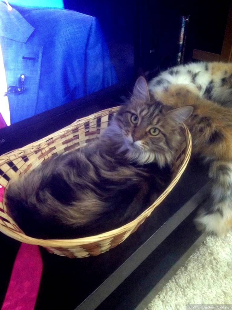 КошкоТопик. Все пишут про котиков сегодня, ну и вот, и мы хотим