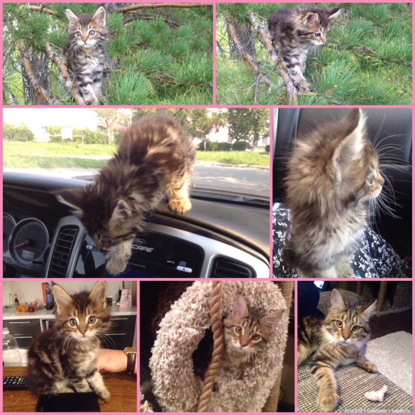 КошкоТопик. Все пишут про котиков сегодня, ну и вот, и мы хотим (фото 7)