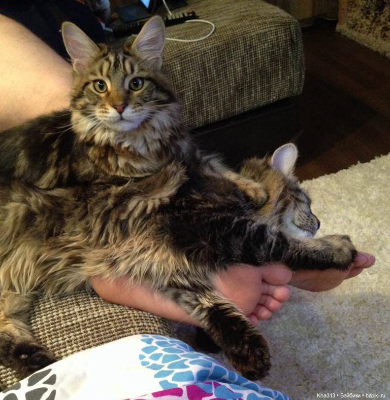 КошкоТопик. Все пишут про котиков сегодня, ну и вот, и мы хотим