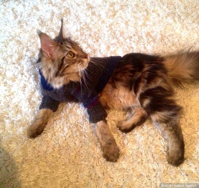 КошкоТопик. Все пишут про котиков сегодня, ну и вот, и мы хотим