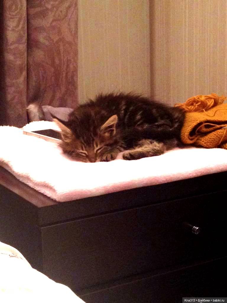 КошкоТопик. Все пишут про котиков сегодня, ну и вот, и мы хотим (фото 3)