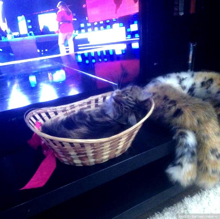 КошкоТопик. Все пишут про котиков сегодня, ну и вот, и мы хотим