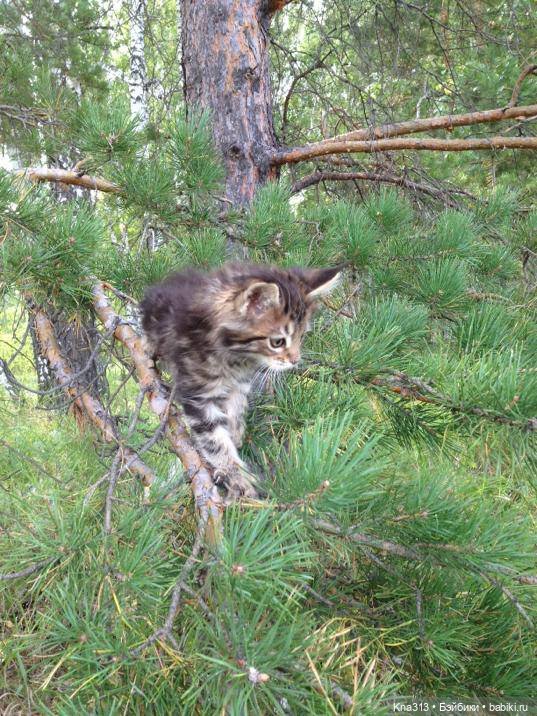 КошкоТопик. Все пишут про котиков сегодня, ну и вот, и мы хотим (фото 4)