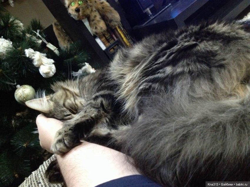 КошкоТопик. Все пишут про котиков сегодня, ну и вот, и мы хотим