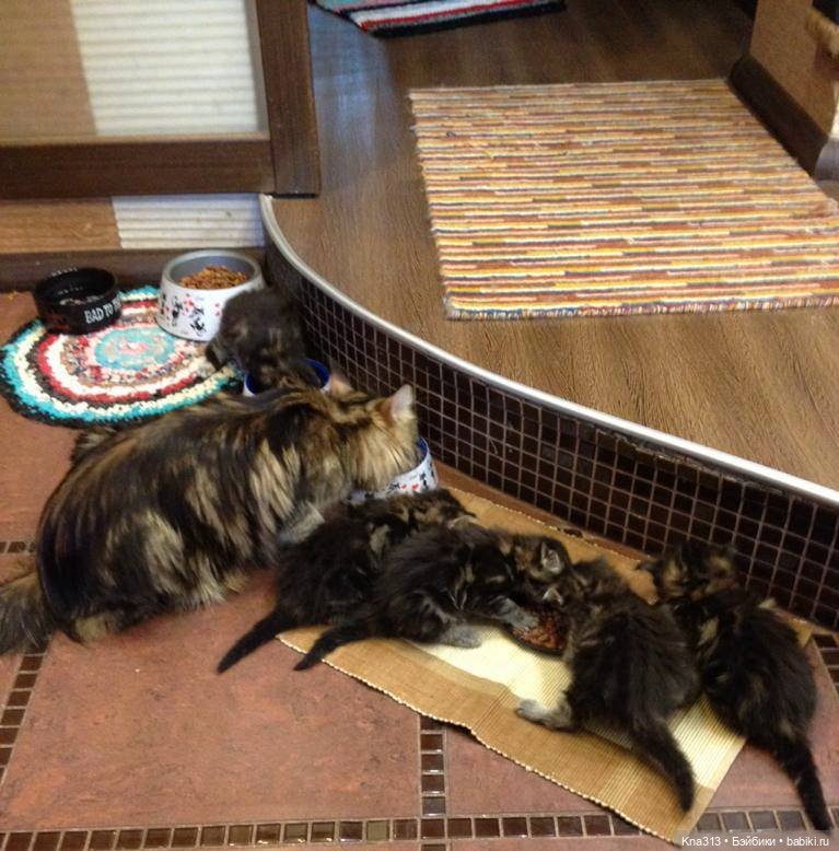 КошкоТопик. Все пишут про котиков сегодня, ну и вот, и мы хотим