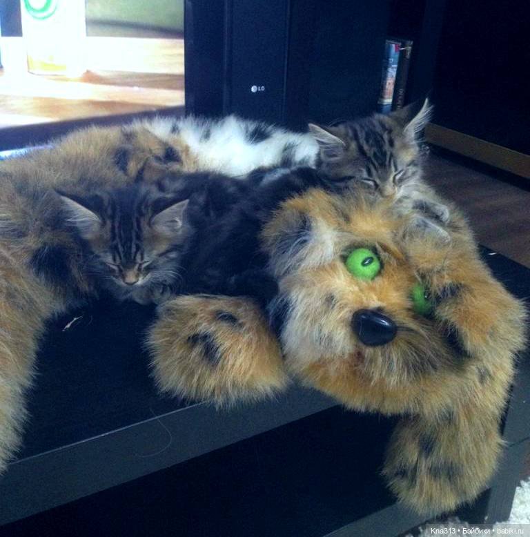 КошкоТопик. Все пишут про котиков сегодня, ну и вот, и мы хотим