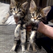 КошкоТопик. Все пишут про котиков сегодня, ну и вот, и мы хотим