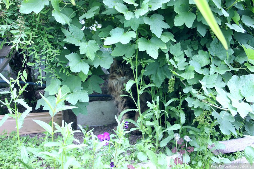 Как мы очень хотели попасть в конкурс "Отражение", но ничего не получилось