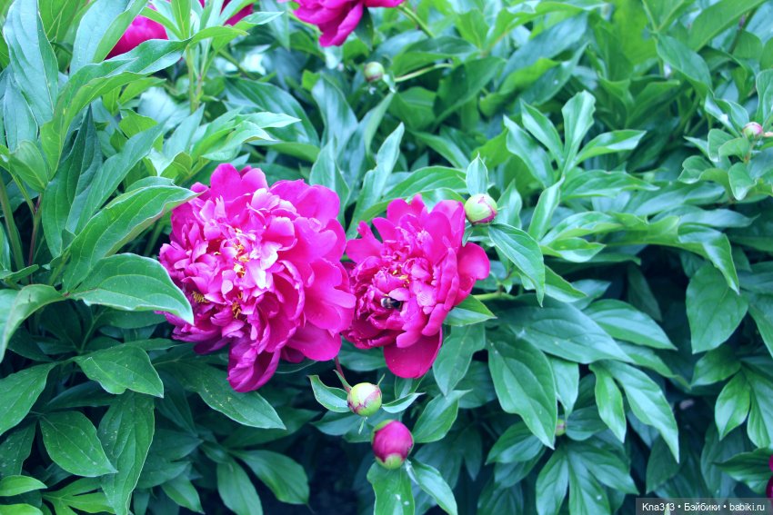 Как мы очень хотели попасть в конкурс "Отражение", но ничего не получилось