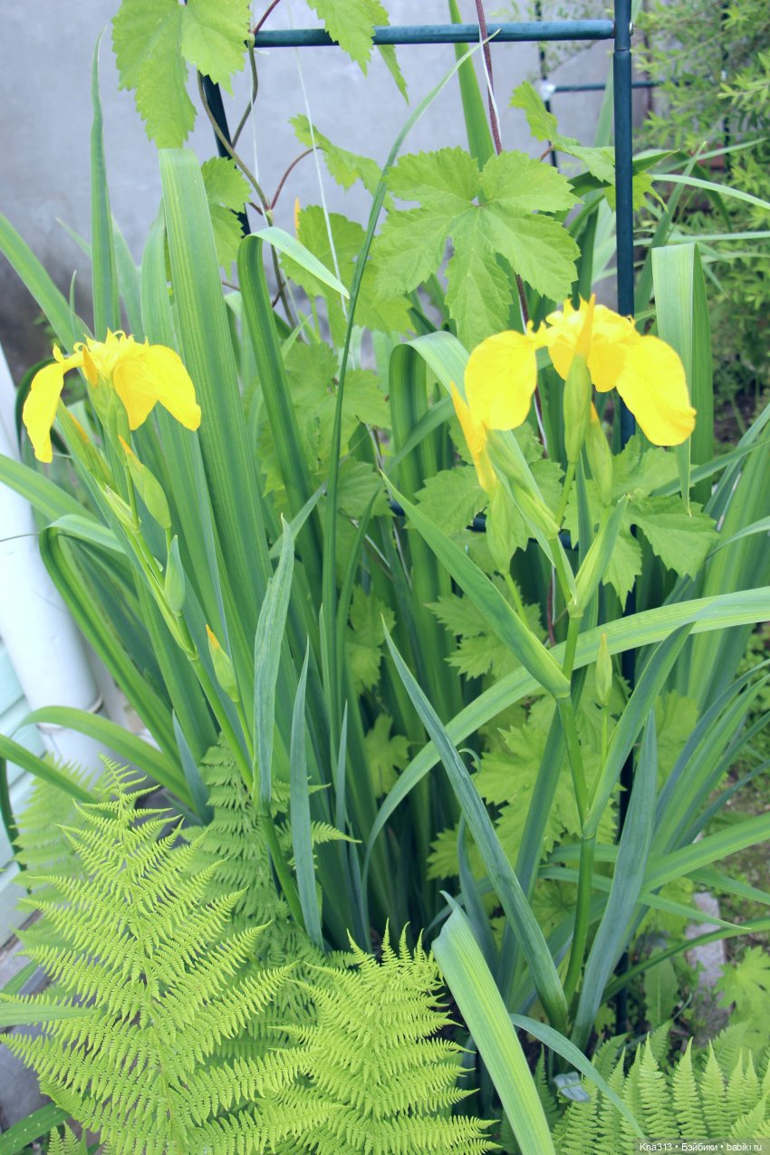 Как мы очень хотели попасть в конкурс "Отражение", но ничего не получилось