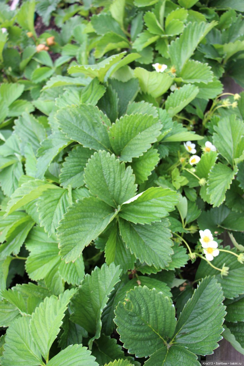 Как мы очень хотели попасть в конкурс "Отражение", но ничего не получилось