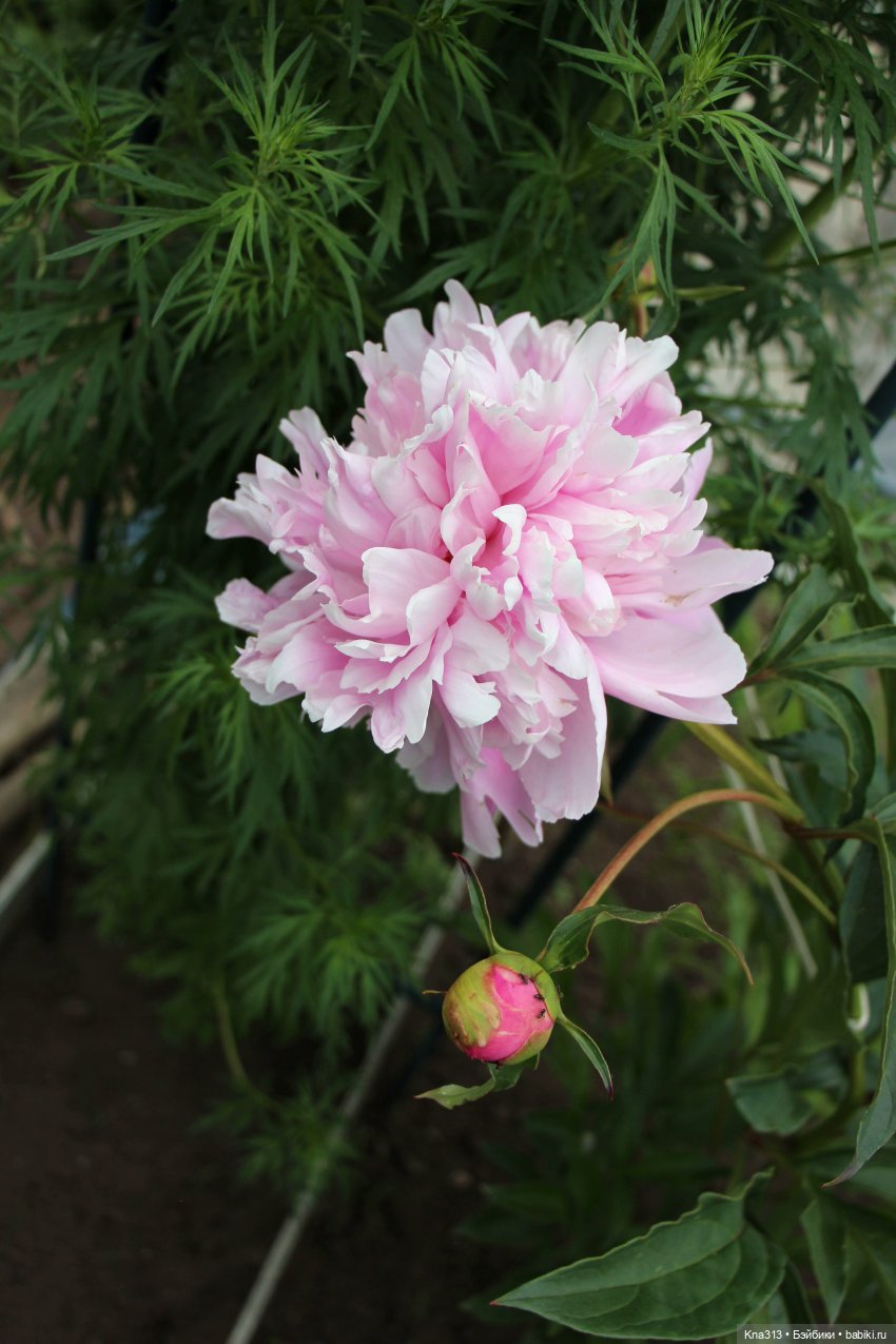 Как мы очень хотели попасть в конкурс "Отражение", но ничего не получилось