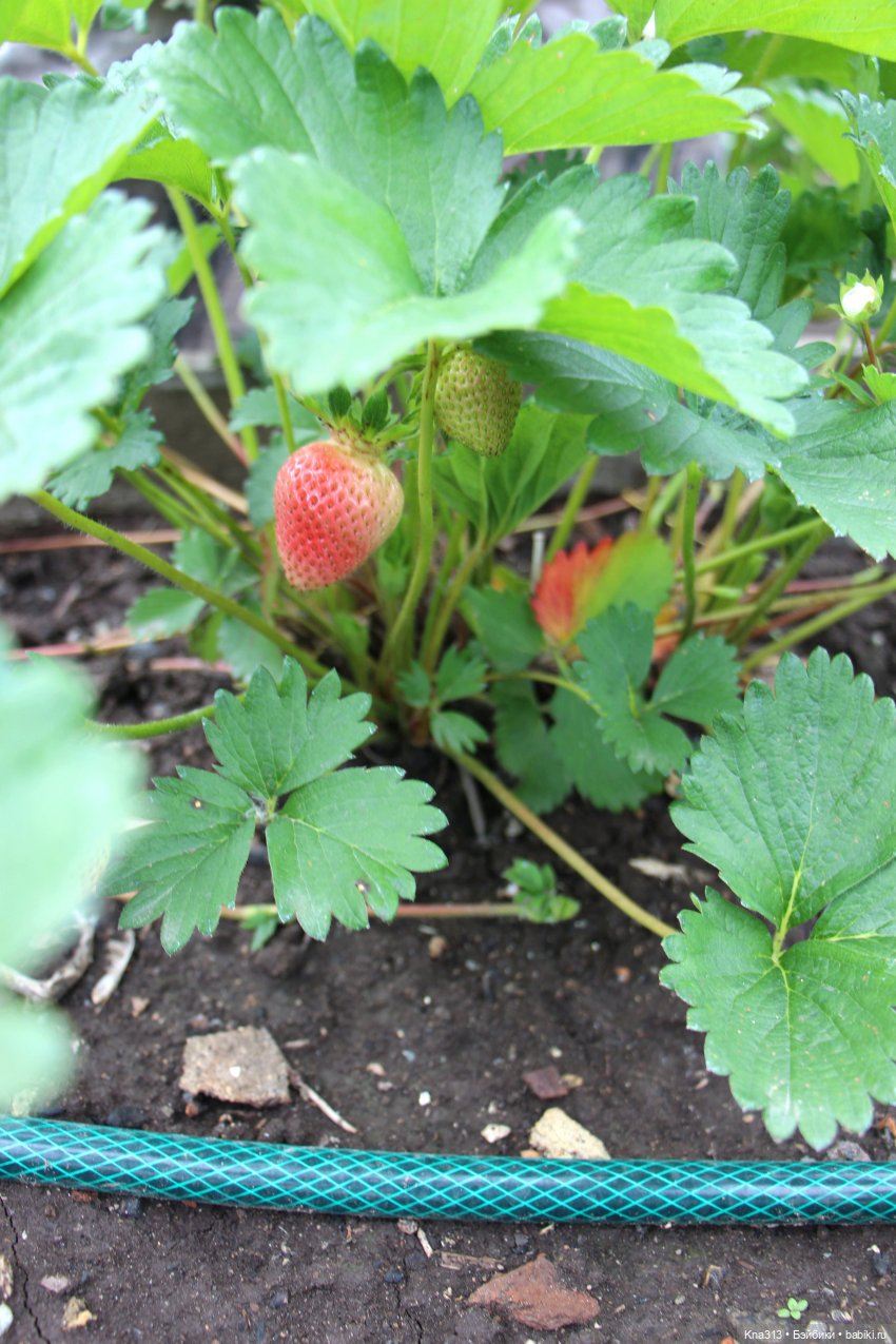 Как мы очень хотели попасть в конкурс "Отражение", но ничего не получилось