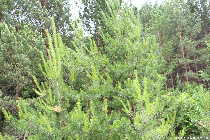 Как мы очень хотели попасть в конкурс "Отражение", но ничего не получилось (фото 5)