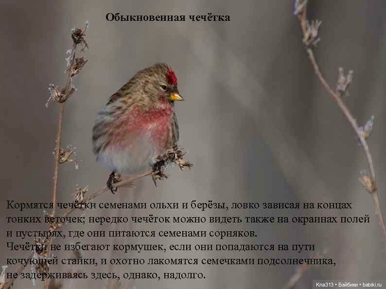 Воробьеобразные Passeriformes Вьюрковые (Fringillidae) Обыкновенная чечётка