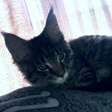 Утренний переполох на нашем окне