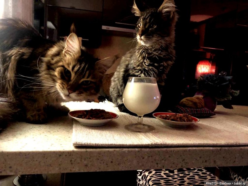 Чуть не пропустили праздник моих любимых котиков | Бэйбики Чуть не пропустили праздник моих любимых котиков (фото 4)