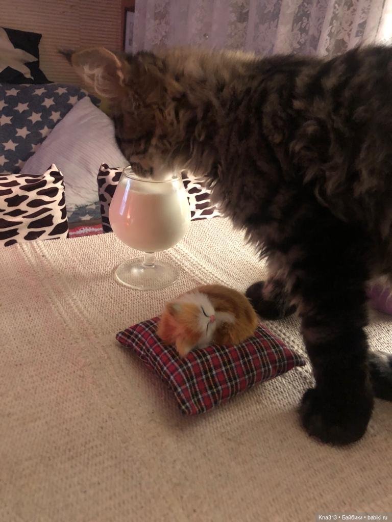 Чуть не пропустили праздник моих любимых котиков | Бэйбики Чуть не пропустили праздник моих любимых котиков (фото 2)