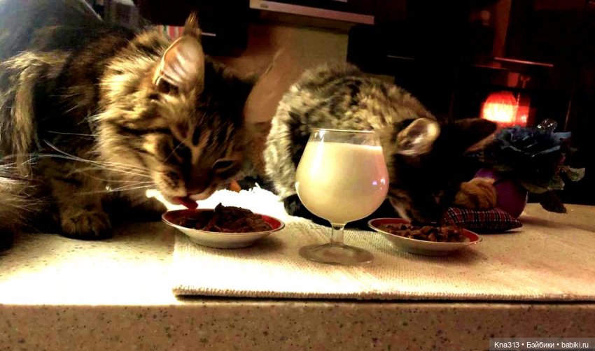 Чуть не пропустили праздник моих любимых котиков | Бэйбики Чуть не пропустили праздник моих любимых котиков (фото 3)