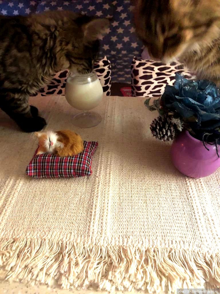 Чуть не пропустили праздник моих любимых котиков | Бэйбики Чуть не пропустили праздник моих любимых котиков