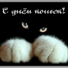 Чуть не пропустили праздник моих любимых котиков