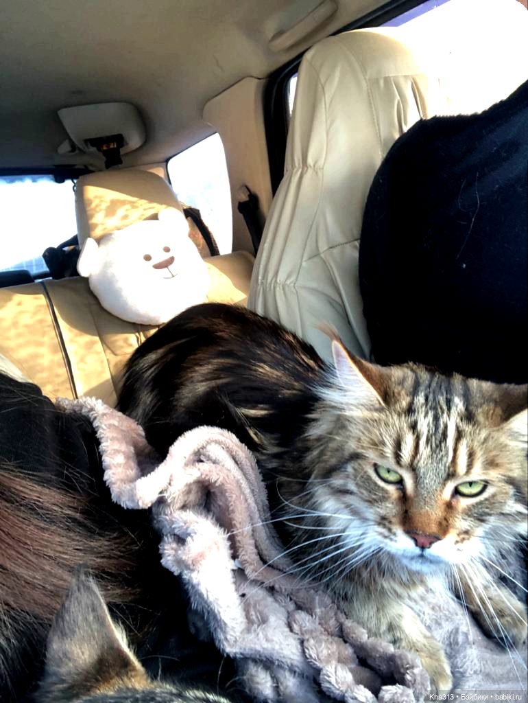 Всё коту Масленица, или у нас пополнение в семье Zwergnase