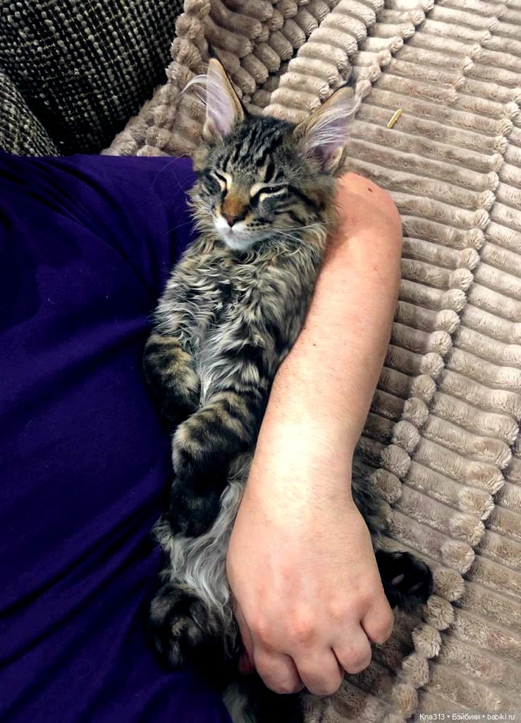 Всё коту Масленица, или у нас пополнение в семье Zwergnase