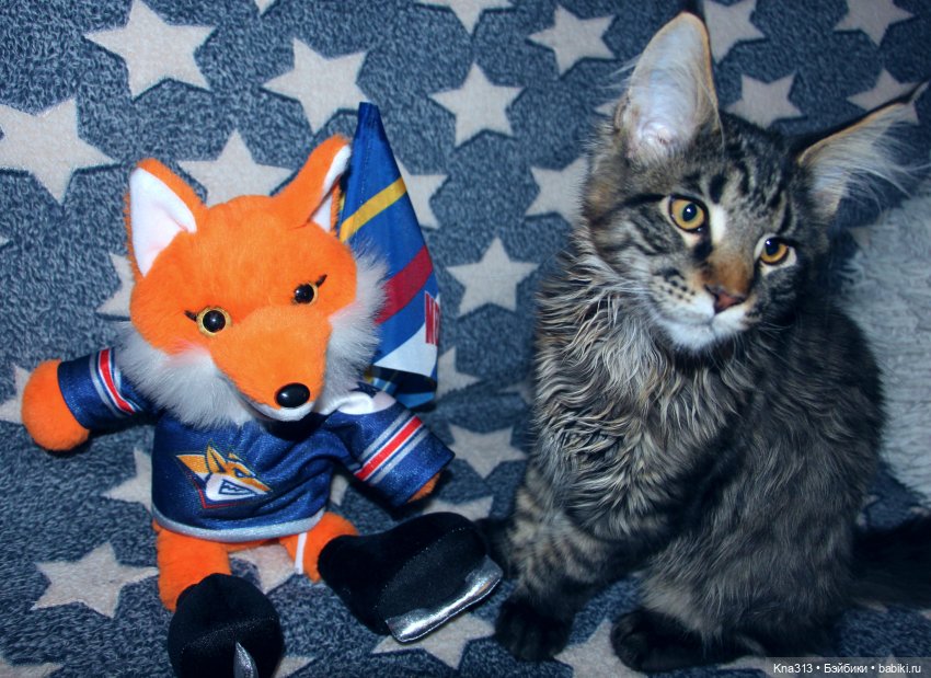 Всё коту Масленица, или у нас пополнение в семье Zwergnase