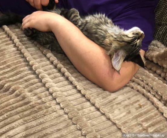 Всё коту Масленица, или у нас пополнение в семье Zwergnase