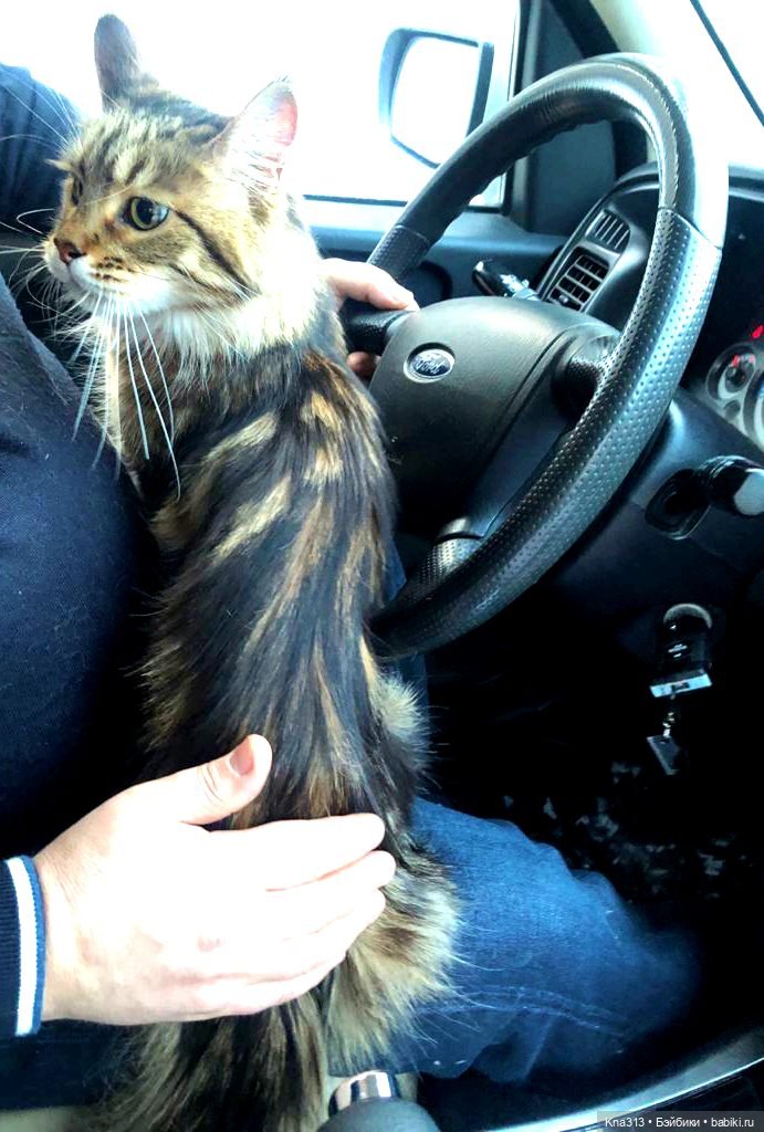 Всё коту Масленица, или у нас пополнение в семье Zwergnase