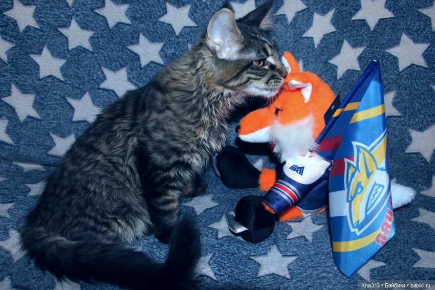 Всё коту Масленица, или у нас пополнение в семье Zwergnase