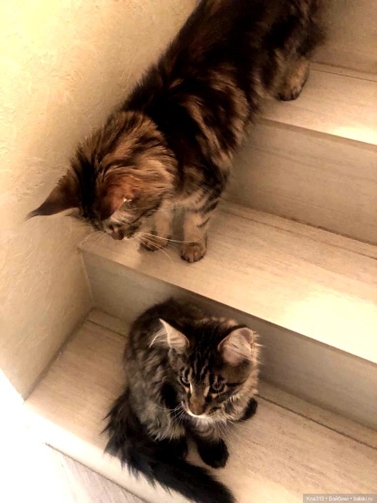 Всё коту Масленица, или у нас пополнение в семье Zwergnase