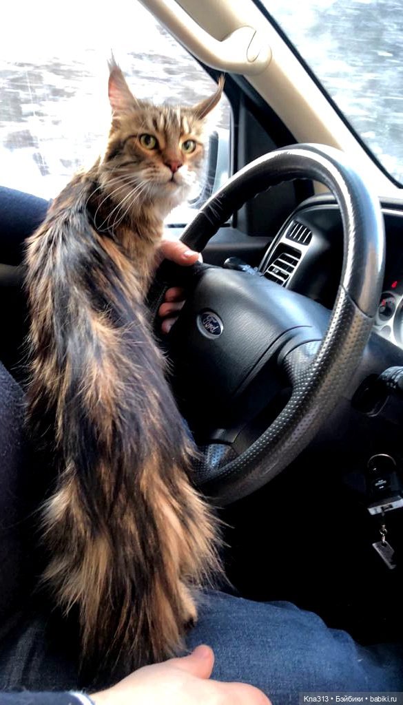 Всё коту Масленица, или у нас пополнение в семье Zwergnase