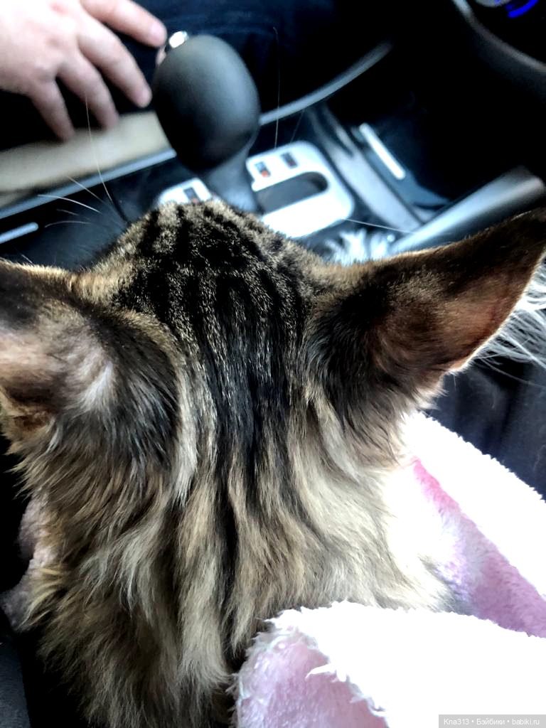 Всё коту Масленица, или у нас пополнение в семье Zwergnase