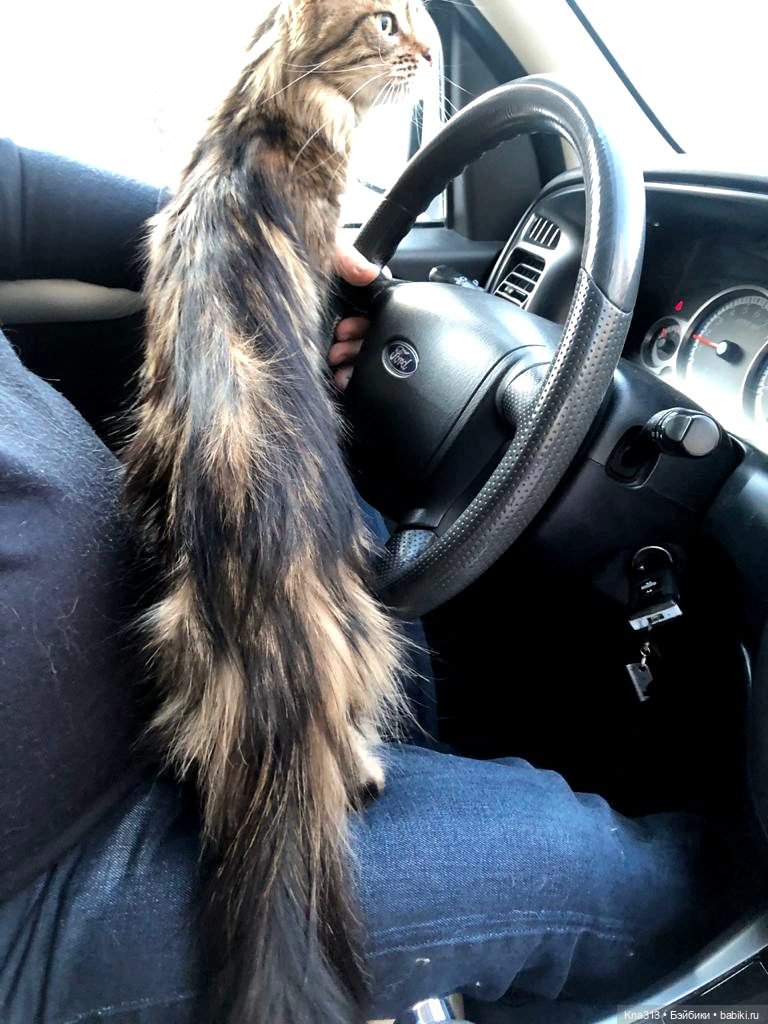 Всё коту Масленица, или у нас пополнение в семье Zwergnase