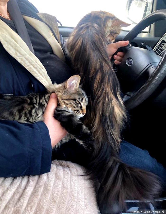 Всё коту Масленица, или у нас пополнение в семье Zwergnase