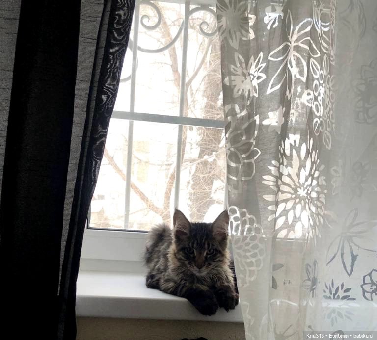 Всё коту Масленица, или у нас пополнение в семье Zwergnase