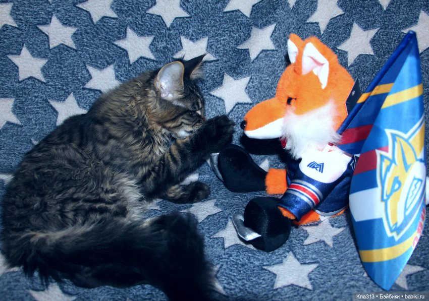 Всё коту Масленица, или у нас пополнение в семье Zwergnase