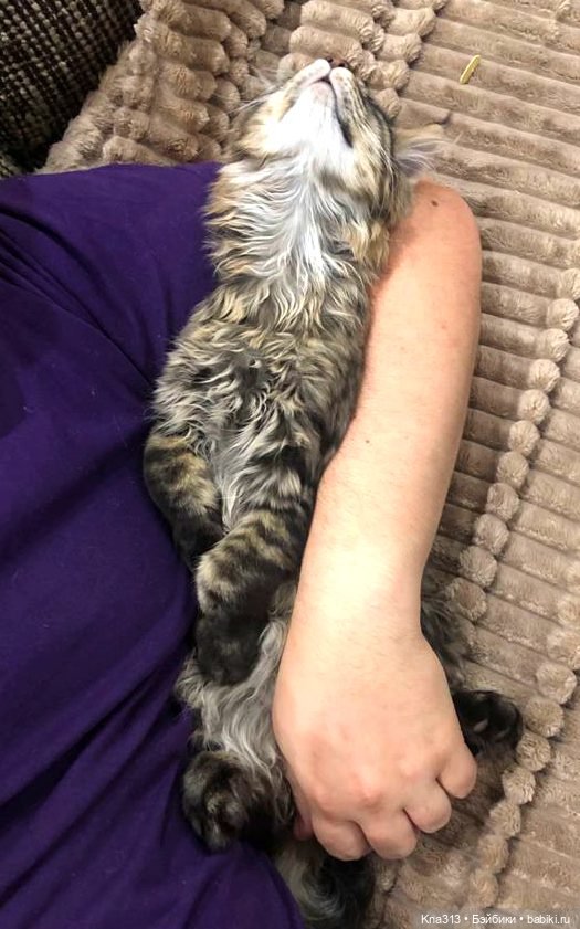 Всё коту Масленица, или у нас пополнение в семье Zwergnase