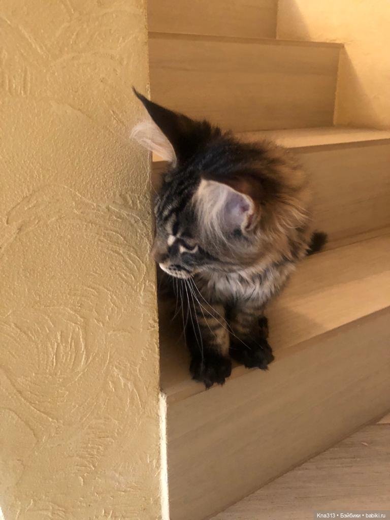 Всё коту Масленица, или у нас пополнение в семье Zwergnase