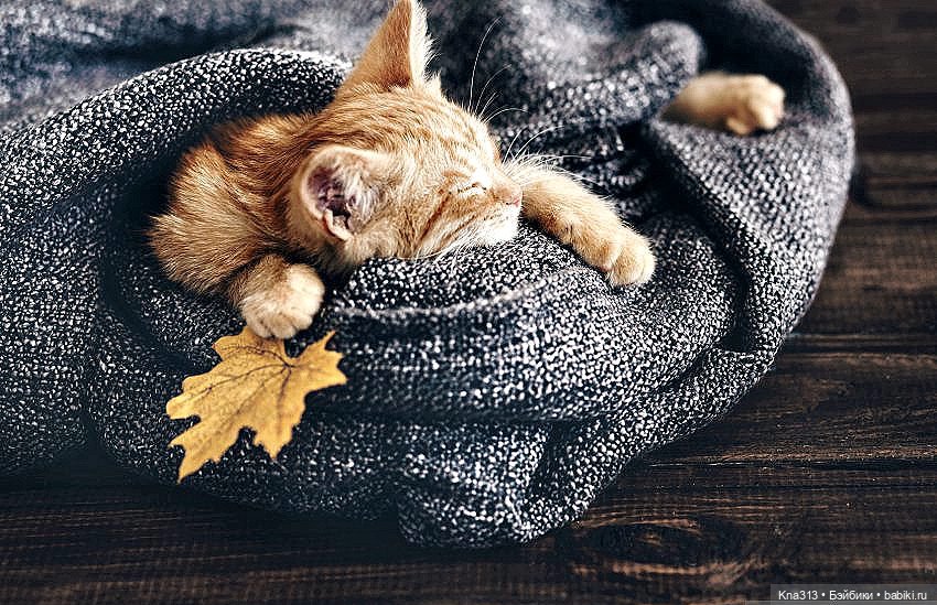 Всё коту Масленица, или у нас пополнение в семье Zwergnase