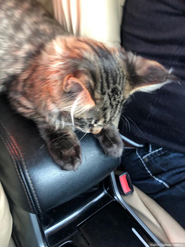 Всё коту Масленица, или у нас пополнение в семье Zwergnase