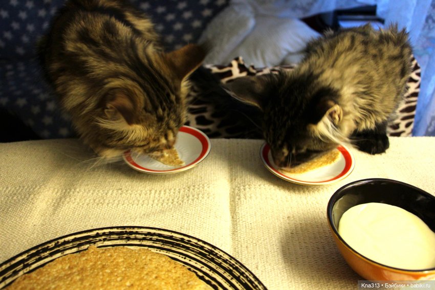 Всё коту Масленица, или у нас пополнение в семье Zwergnase